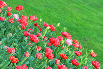 Red tulips against green meadow