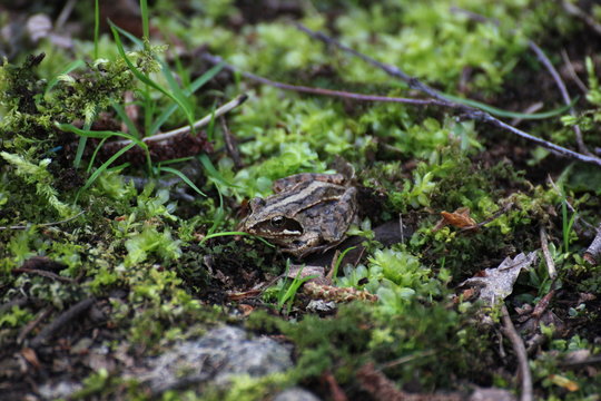 Moor frog on mossy ground