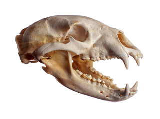 Black Bear