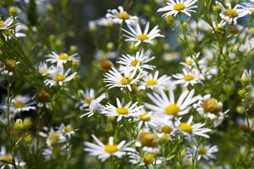 The image of beautiful nature