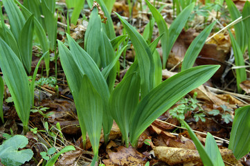 Wild garlic in spring forest