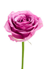 Pink rose isolated on white