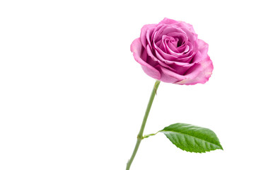 Pink rose isolated on white