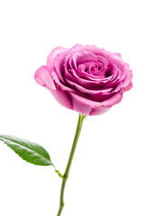 Pink rose isolated on white