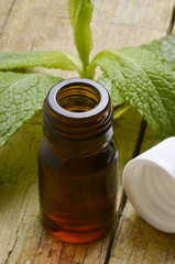 Mentha Minzen Menta Menthe Mięta Мята Nane נענע © Comugnero Silvana