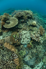 Diverse Coral Reef 6
