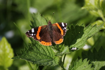 Red Admiral (Vanessa atalanta) sitting on nettles.