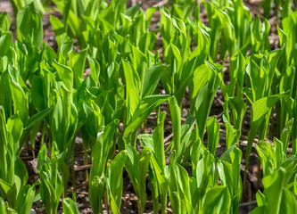 Green leaves of May lily as natural background.