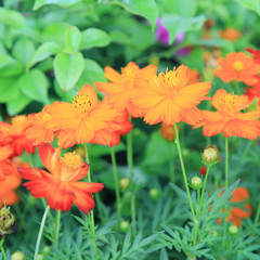 orange cosmos flower