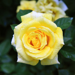 A beautiful yellow rose flower