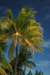 Fototapeta na wymiar Coconut palm trees at empty tropical beach of Bahamas