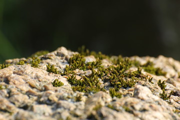 Macro of moss, growing on rocks