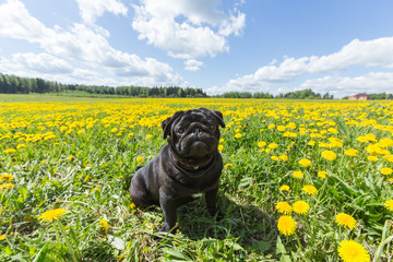 Black pug puppy with dandelion flowers in the grass