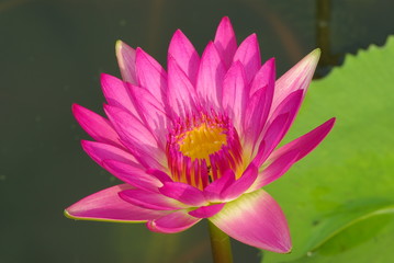 Lotus Close up