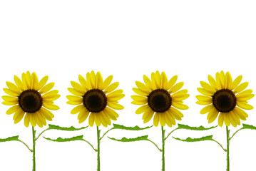 Obraz premium sunflower