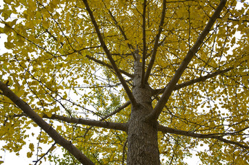 The image of landscape