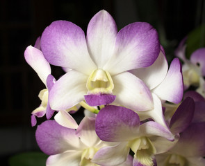 Orchid Flower