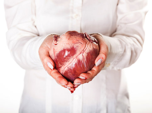 heart in hands isolated