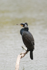 cormorant (Phalacrocorax carbo)