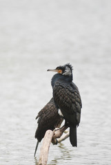 cormorant (Phalacrocorax carbo)