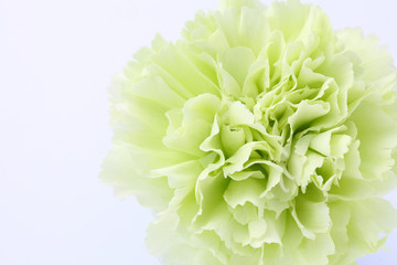 カーネーション