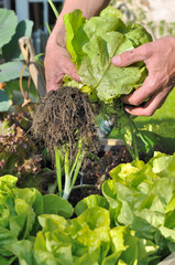 récolter sa salade