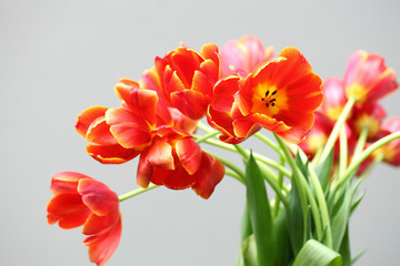 チューリップの花束