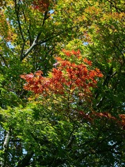 The image of travel destinations in Japan