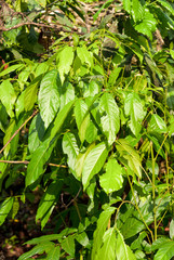 A Coffee plant in a plantation