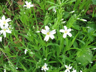 Große Sternmiere mit Blüten, Stellaria holostea