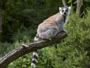 Lemur