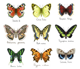 Fototapeta na wymiar Butterflys. Watercolor imitation.