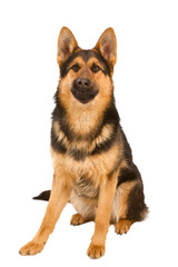 German Shepherd