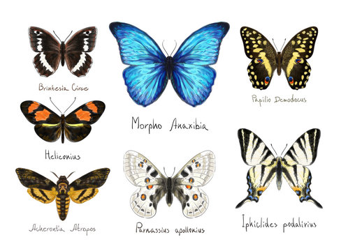 Butterflys. Watercolor imitation.