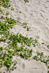 The image of travel destinations in Japan