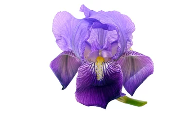 Poster Bebaarde iris bloem geïsoleerd op wit © Mushy
