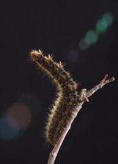 bruco processionaria