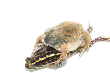 bullfrog  Mating isolate on white