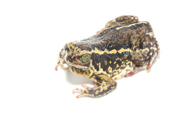 bullfrog  isolate on white