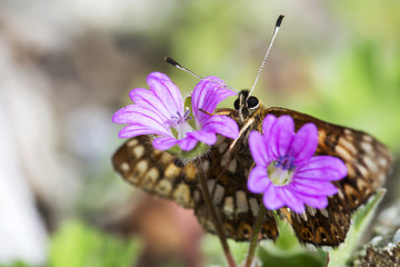 Butterfly and wild flowers