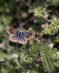Beautiful butterfly