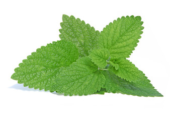 feuilles de menthe © hcast