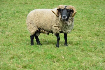 Rare breed ram in field