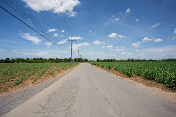 Fototapeta na wymiar sugarcane farm with blue sky