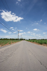 sugarcane farm with blue sky