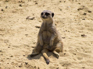 Fototapeta premium Meerkat resting