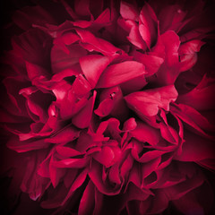 Peony Flower © Bozena Fulawka