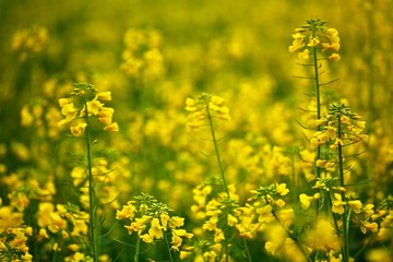 The image of beautiful nature in China, Asia