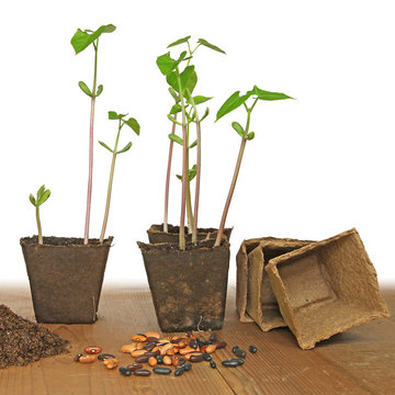 semis de haricots en pots de tourbe carr&eacute;s