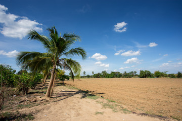 prepare plantation with blue sky